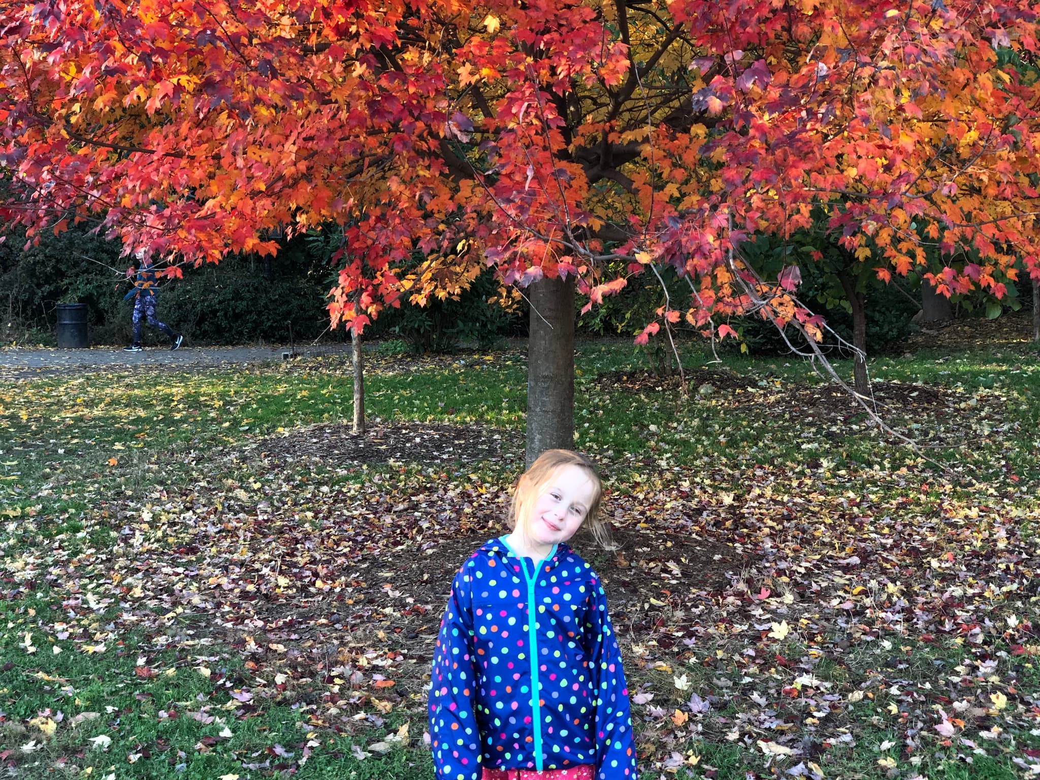 Panoramic view of Prospect Park gazebo with autumn foliage